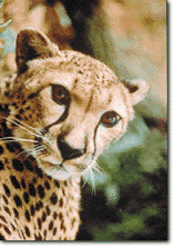 Animal