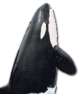 Orca