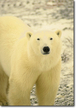 Polar Bear